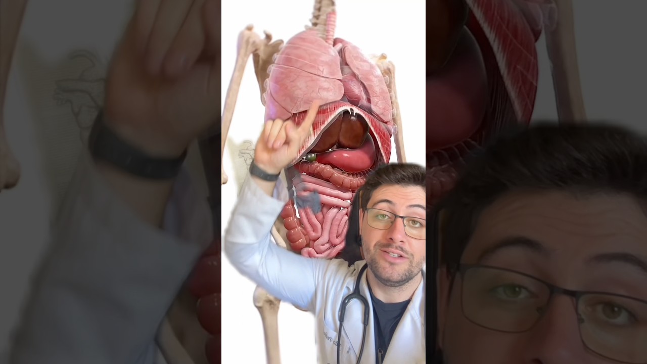 COMO NOSSOS &Oacute;RG&Atilde;OS SAO? #curiosidades #curiosidadesmedicas #medico #medicina #org&atilde;os