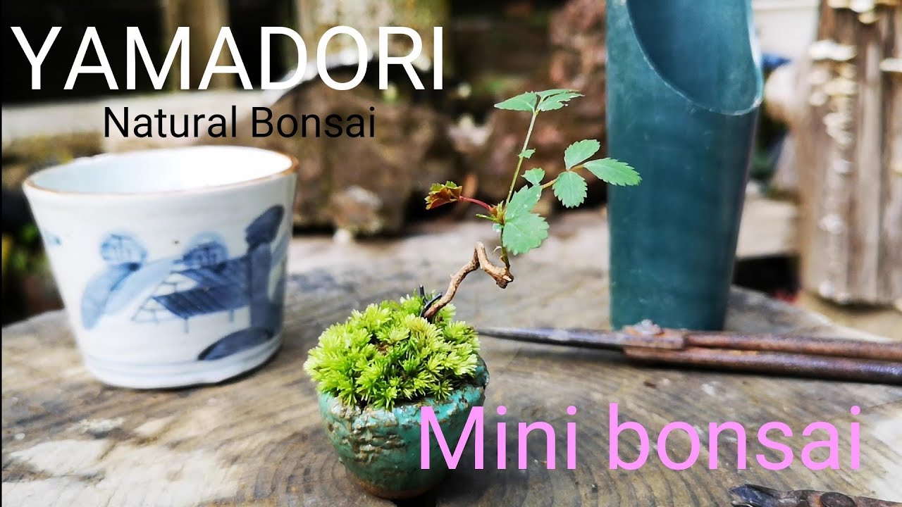 yamasibon＃18「山採り編　ノイバラの豆盆栽制作｣BONSAI