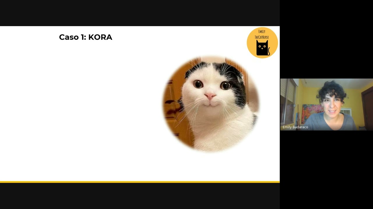 Manejo del sobrepeso en el gato enfermo | Vetilea