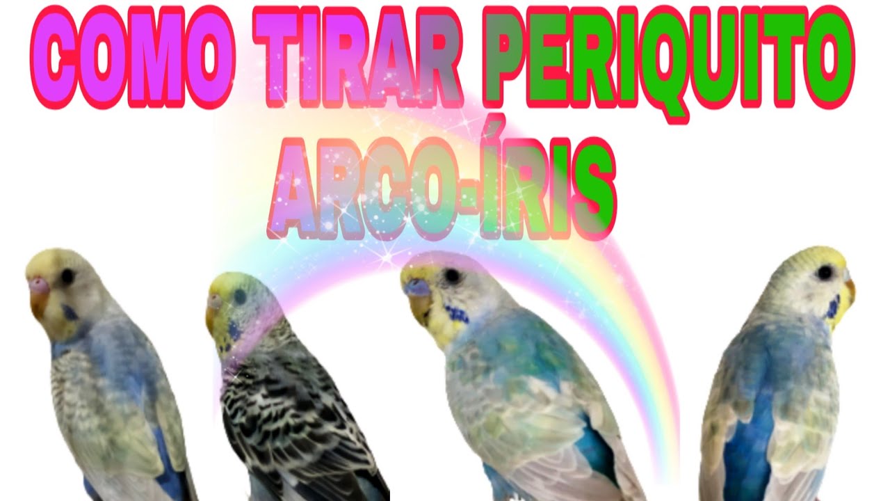 COMO TIRAR PERIQUITOS ARCO-ÍRIS COM VÁRIOS CASAIS DIFERENTES QUE NÃO SÃO ARCO-ÍRIS 🌈