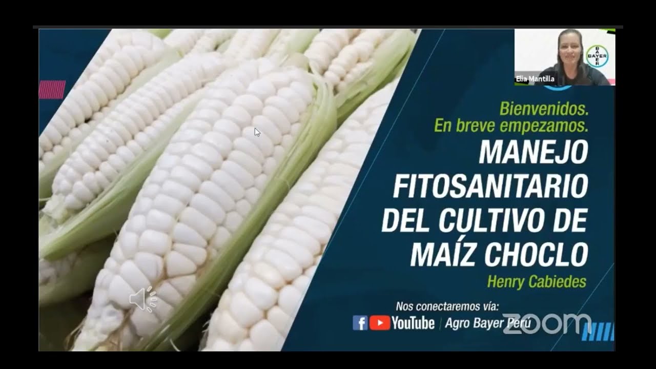 Manejo fitosanitario del cultivo de maíz choclo | Agro Bayer Perú