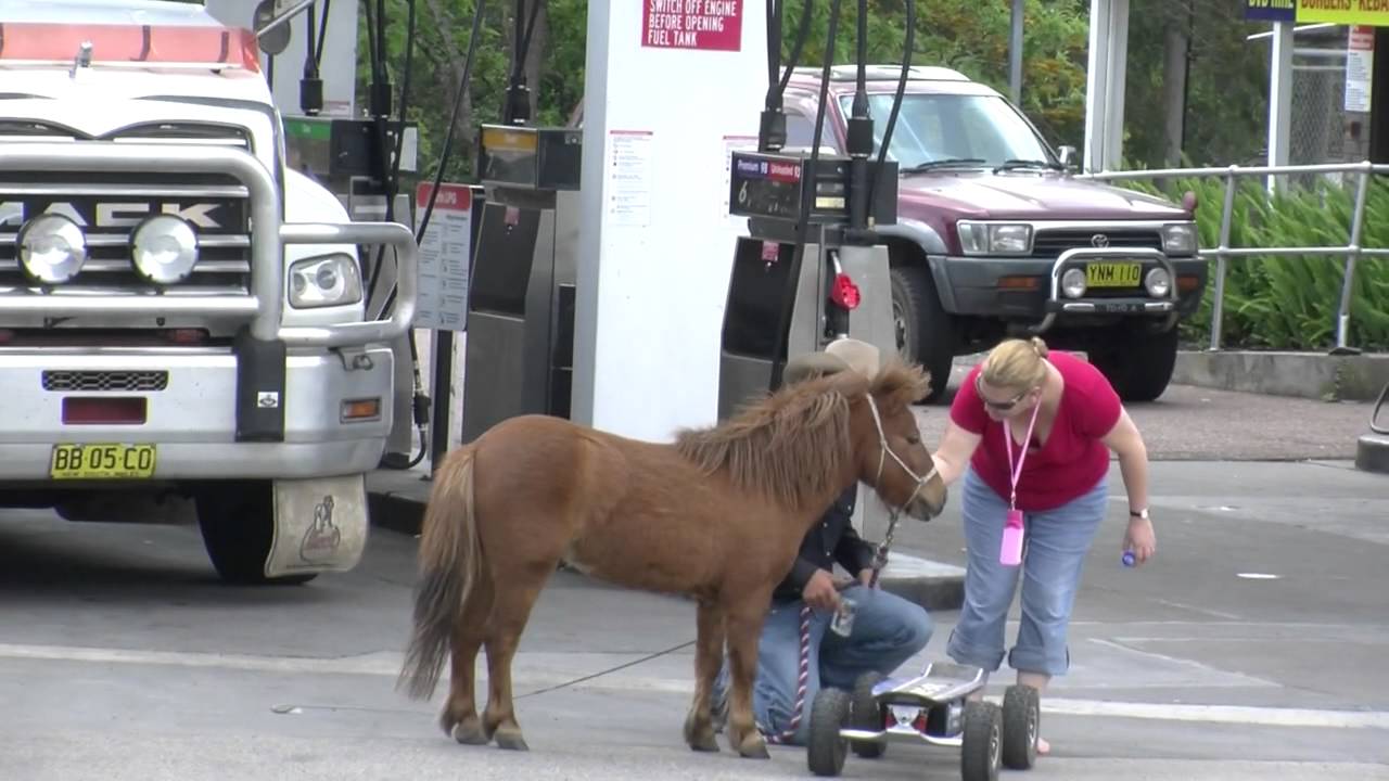 Double Dan Horsemanship Top Secret training