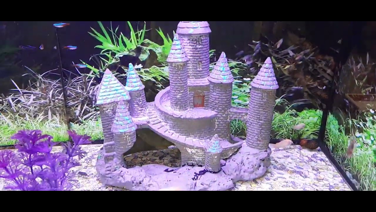 #PET SUPPLIES PLUS In Weatherford tx. They have a great selection of fish 🐠 ➕ pet supplies