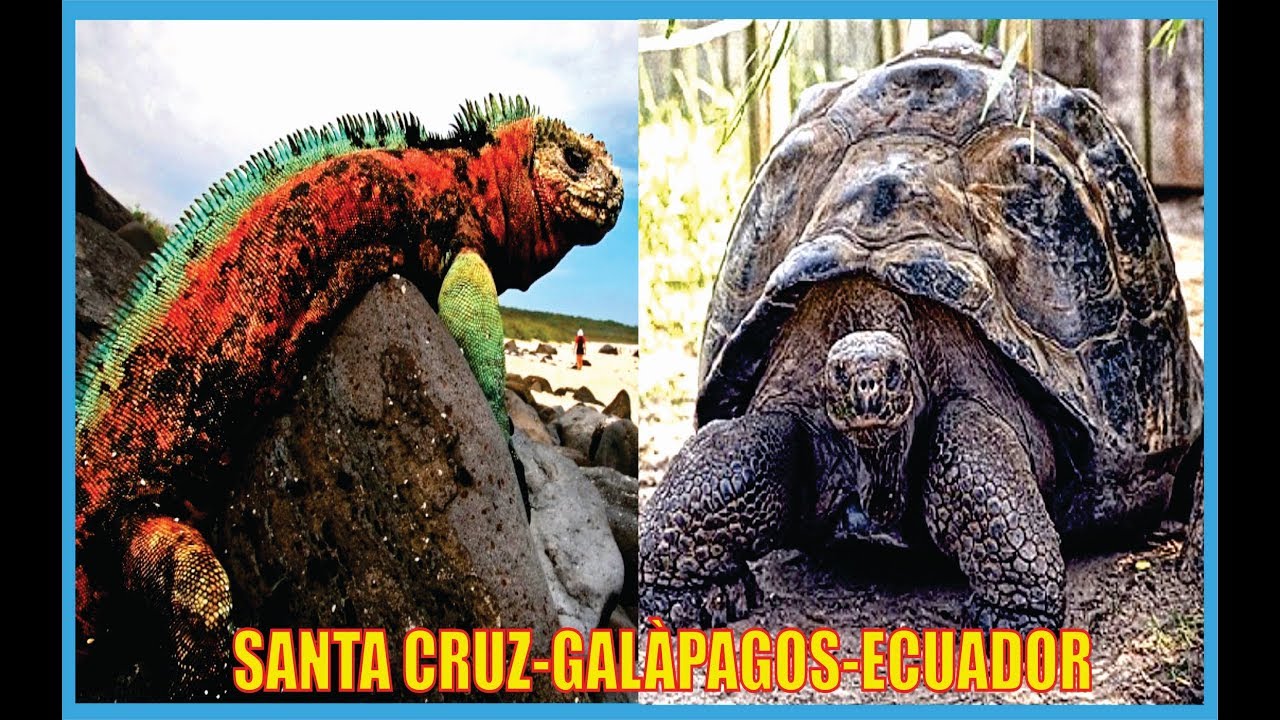 Isla Santa Cruz-Islas Galàpagos-Historia-Ecuador-Producciones Vicari.(Juan Franco Lazzarini)