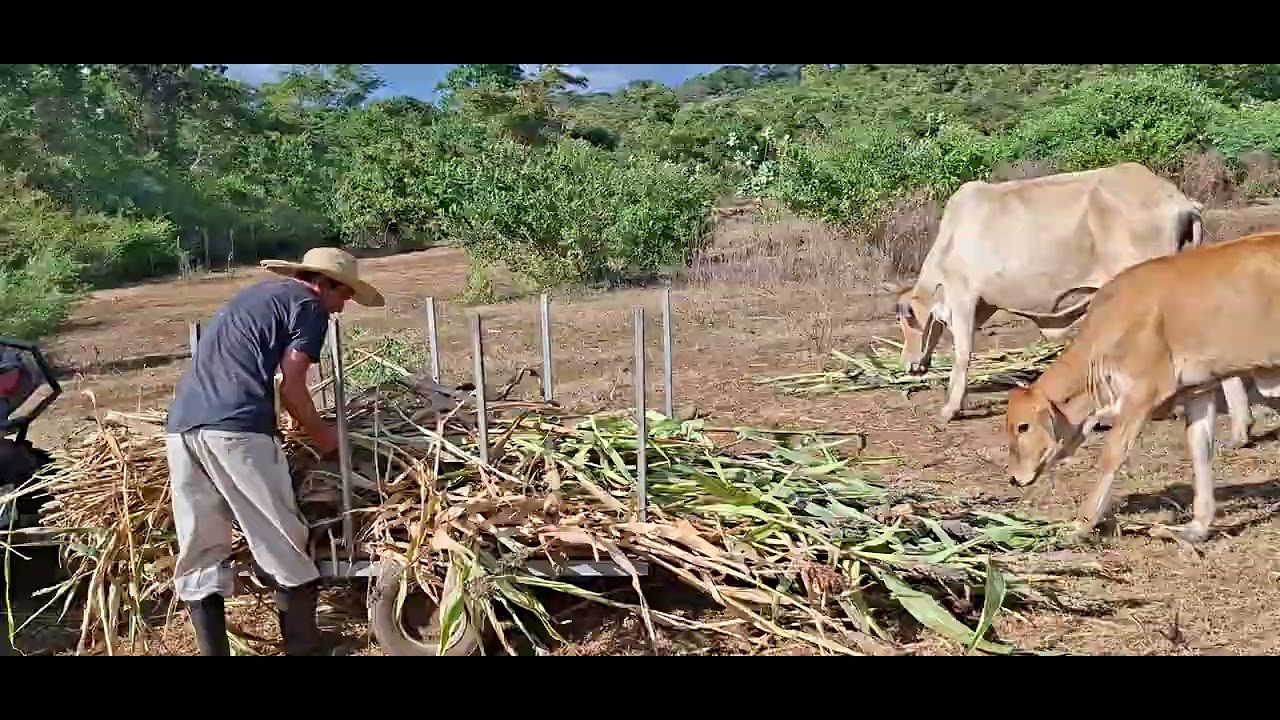 TIRANDO EL ZACATE A LAS VACAS
