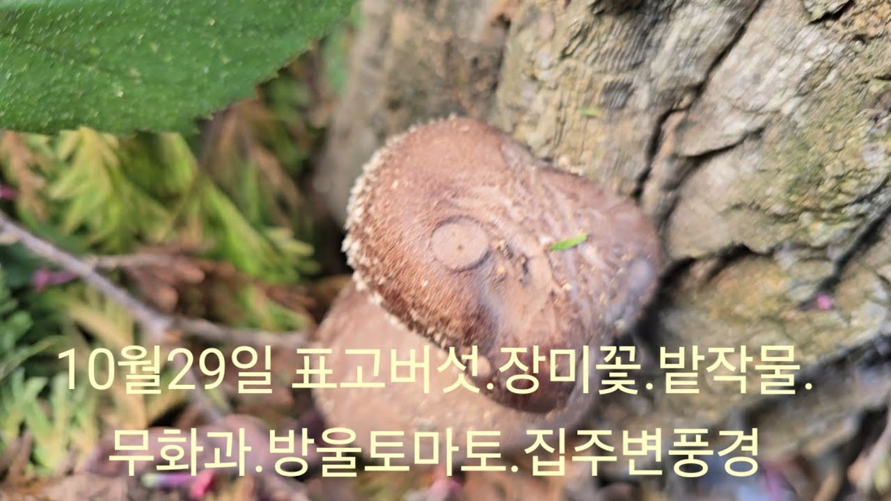 10월29일  늦능이버섯 산행 못가고 표고버섯. 운지버섯  집주변풍경 