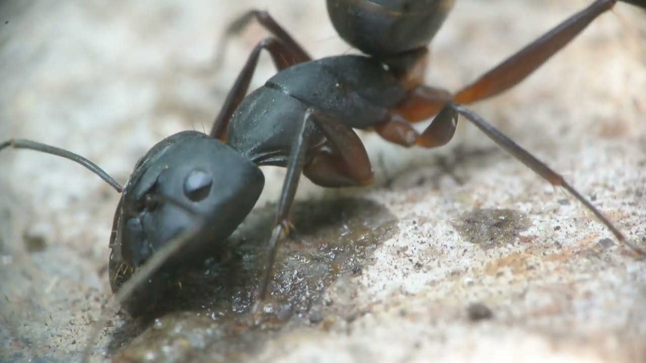🐜 #ant #formicidae