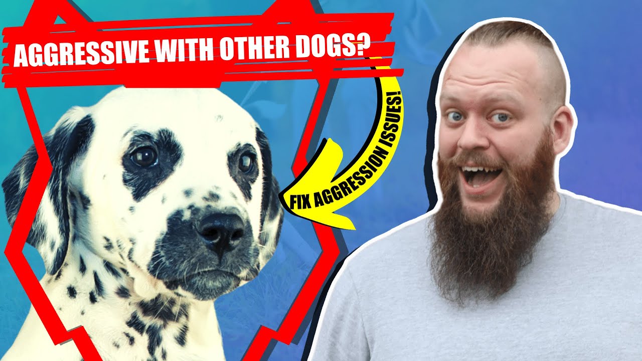 How To Train Aggressive DALMATIAN