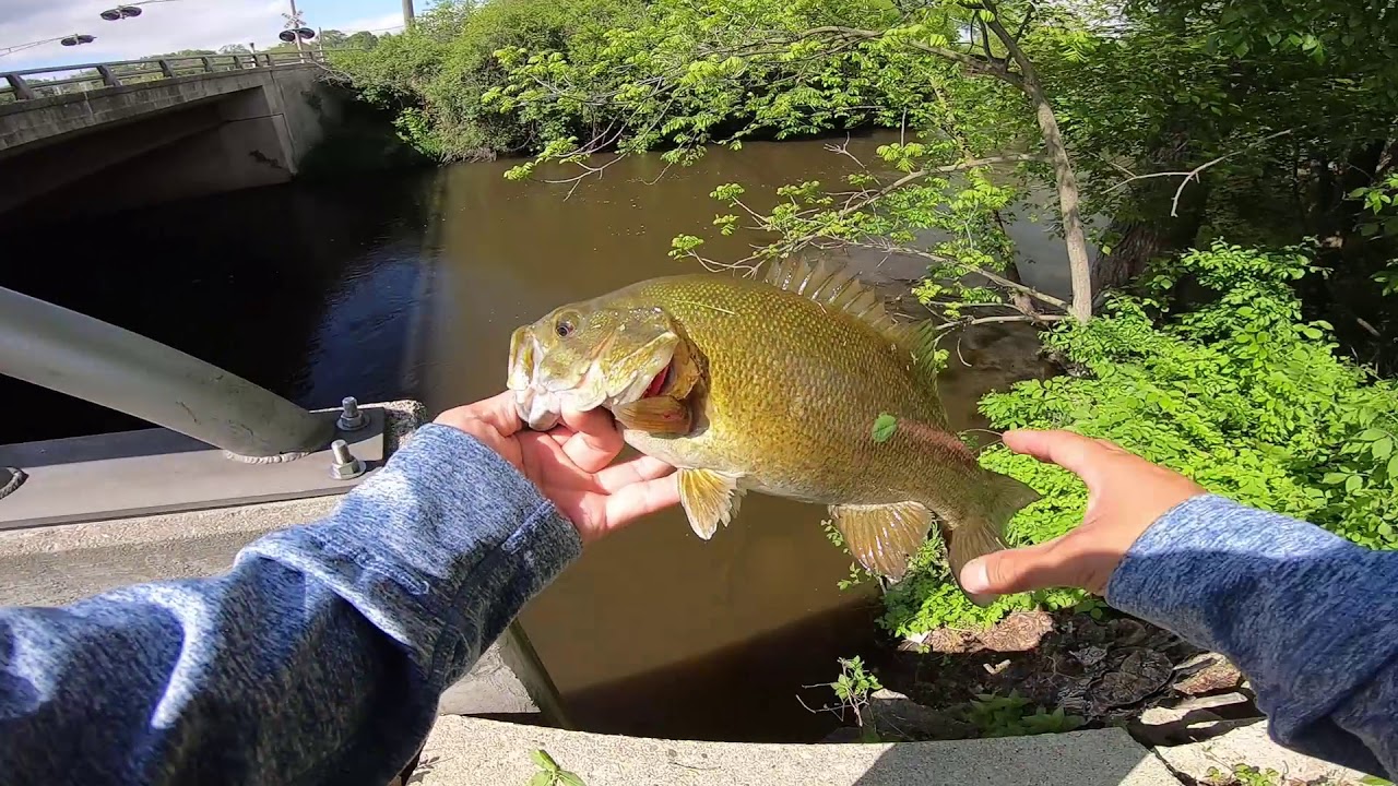 Urban Fishing- Rock bass and Smallmouth