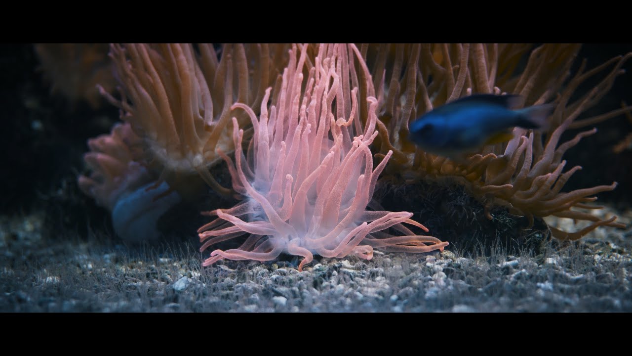 Panasonic GH4 4K Test  - Cinematic Look (Lumix 20mm f/1.7)