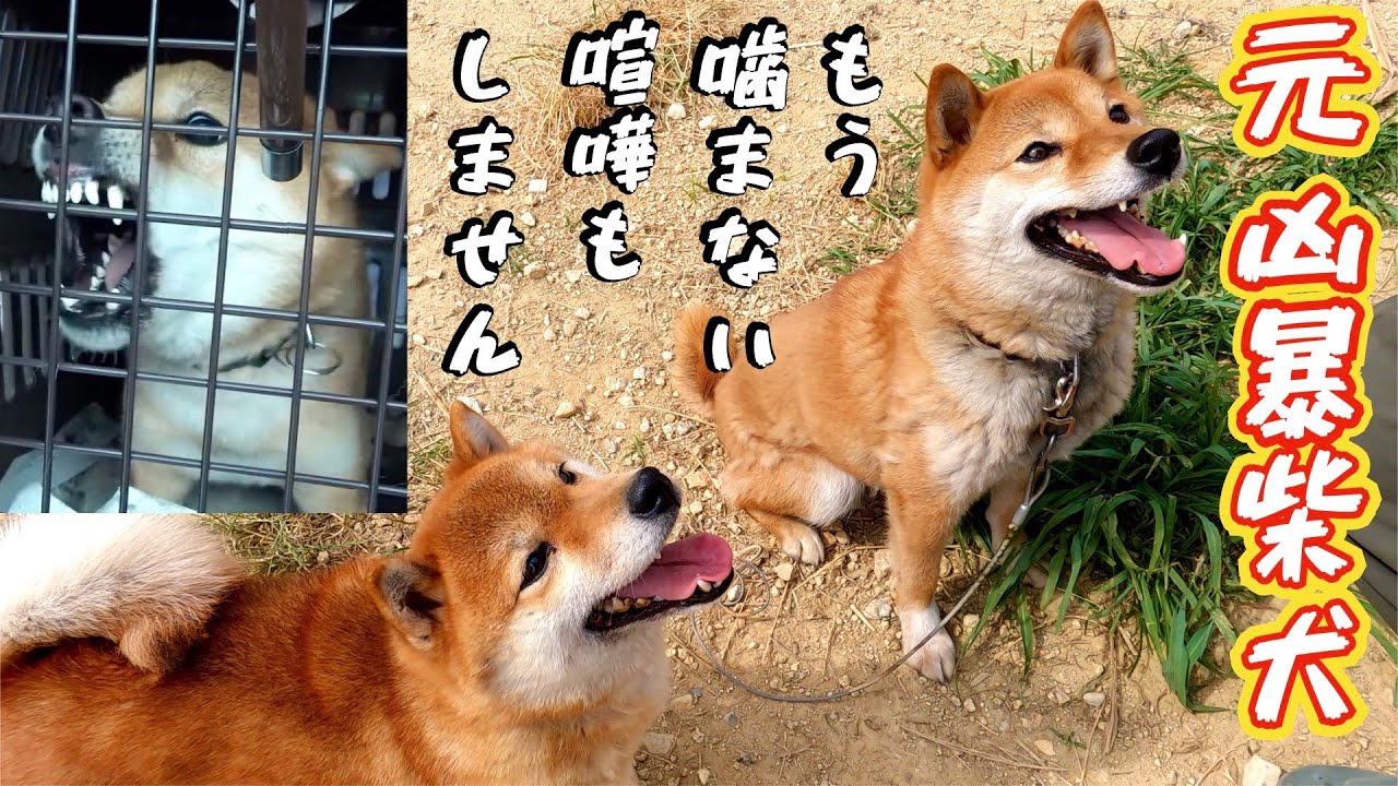【元噛む柴犬】もう噛まないよ！喧嘩もしない仲良しペア❗️