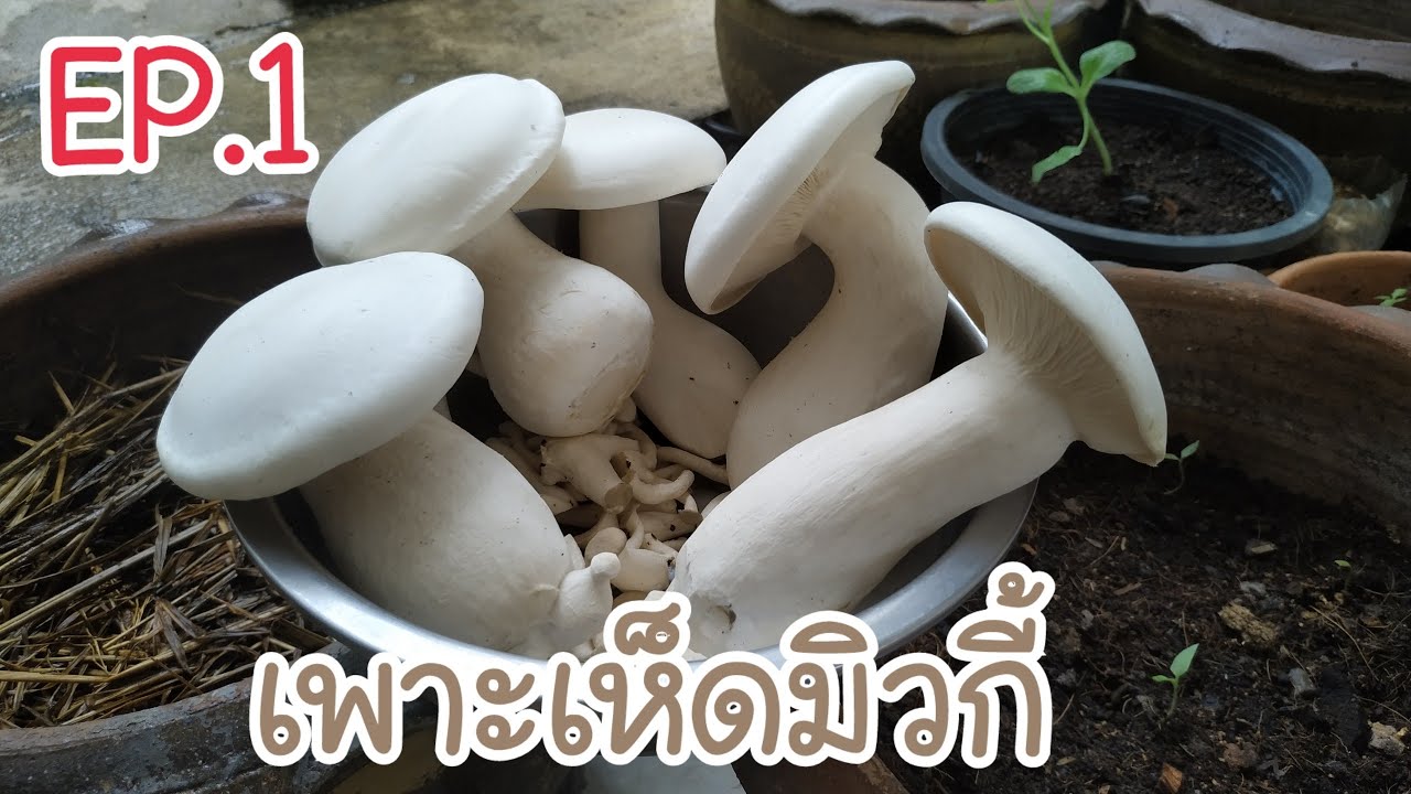 เห็ดมิวกี้ | เพาะเห็ดมิวกี้ | ตอนที่ 1