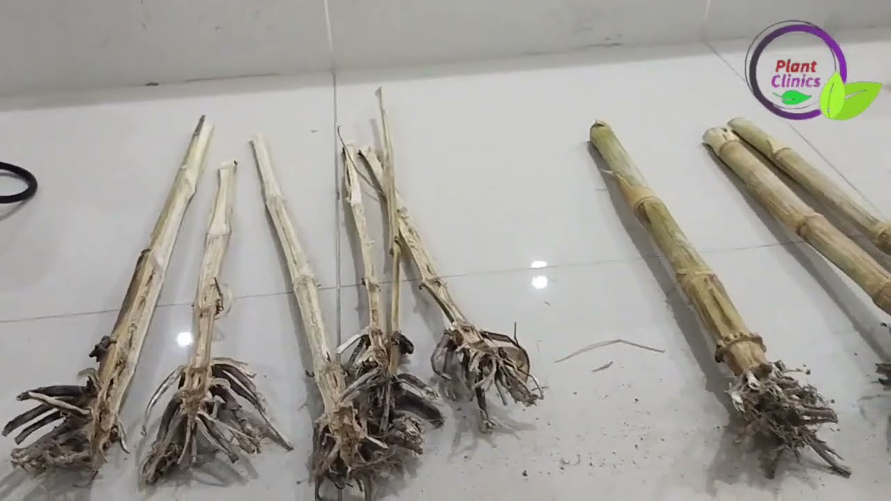 Stalk Rot of maize and it's control | Plant Clinics | TrichoShield best Bio fungicide | Dr. Jamil