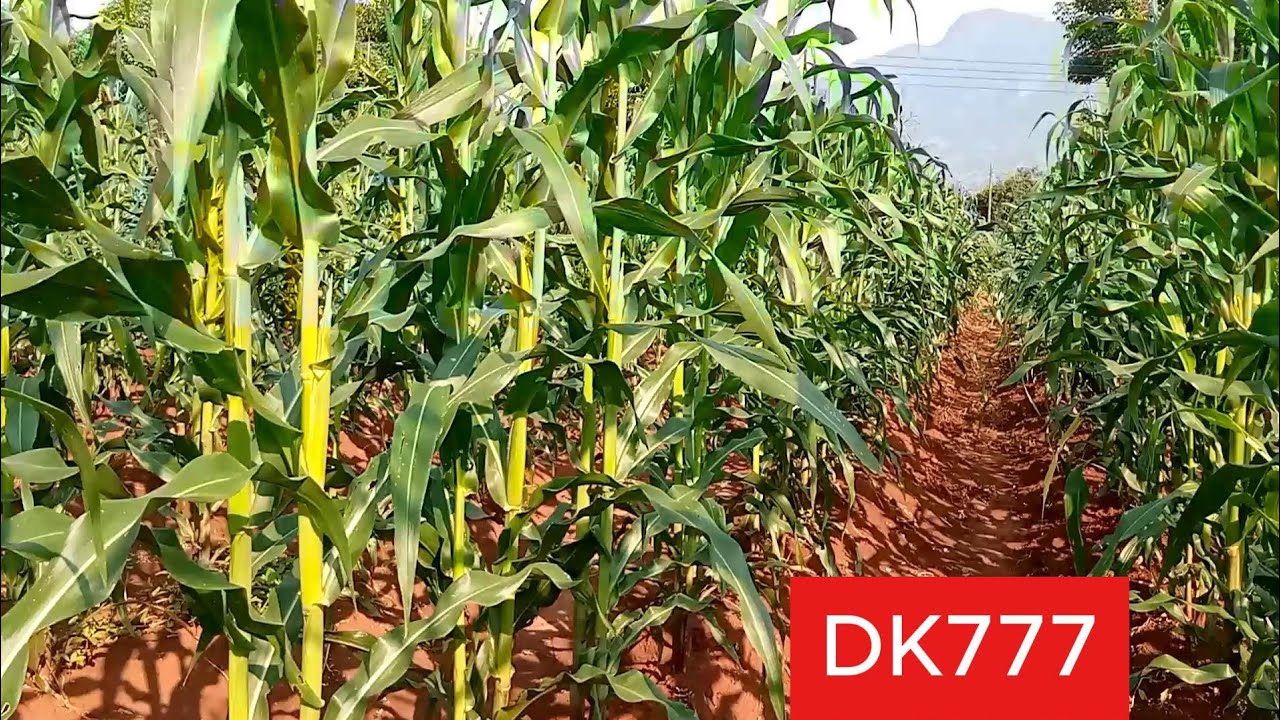 Namna mbegu za mahindi,DK 777 zinafanya vizuri .
