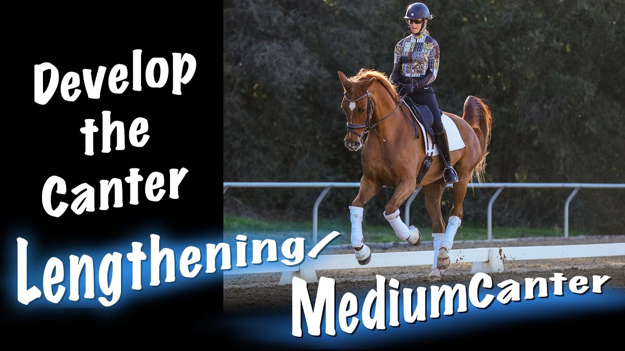 Develop the Canter Lengthening/ Medium Canter