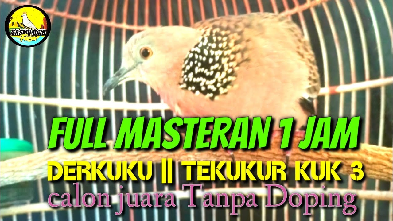 Full Masteran Derkuku || Tekukur Kuk 3 Terbaru 2022 calon juara Tanpa Doping edisi lebaran 1443 H