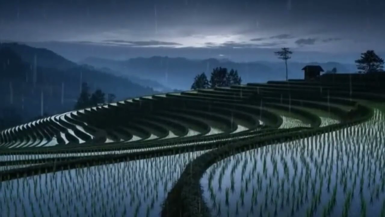 Gentle Rain on Rice Terraces 🌧️ Calm Nature Sounds for Sleep & Relaxation | ASMR