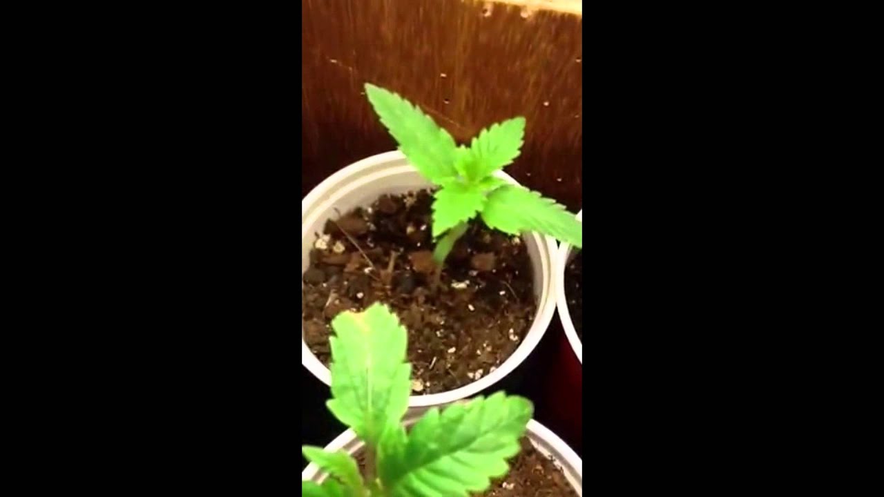 outdoor week 2 rare dank