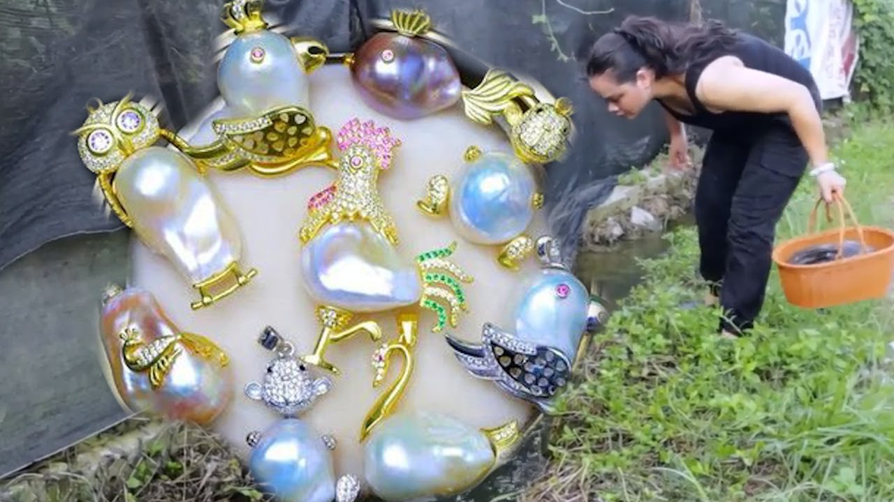 🎁 A freshwater giant clam hidden under seagrass, with its shell tightly wrapped around white pearls