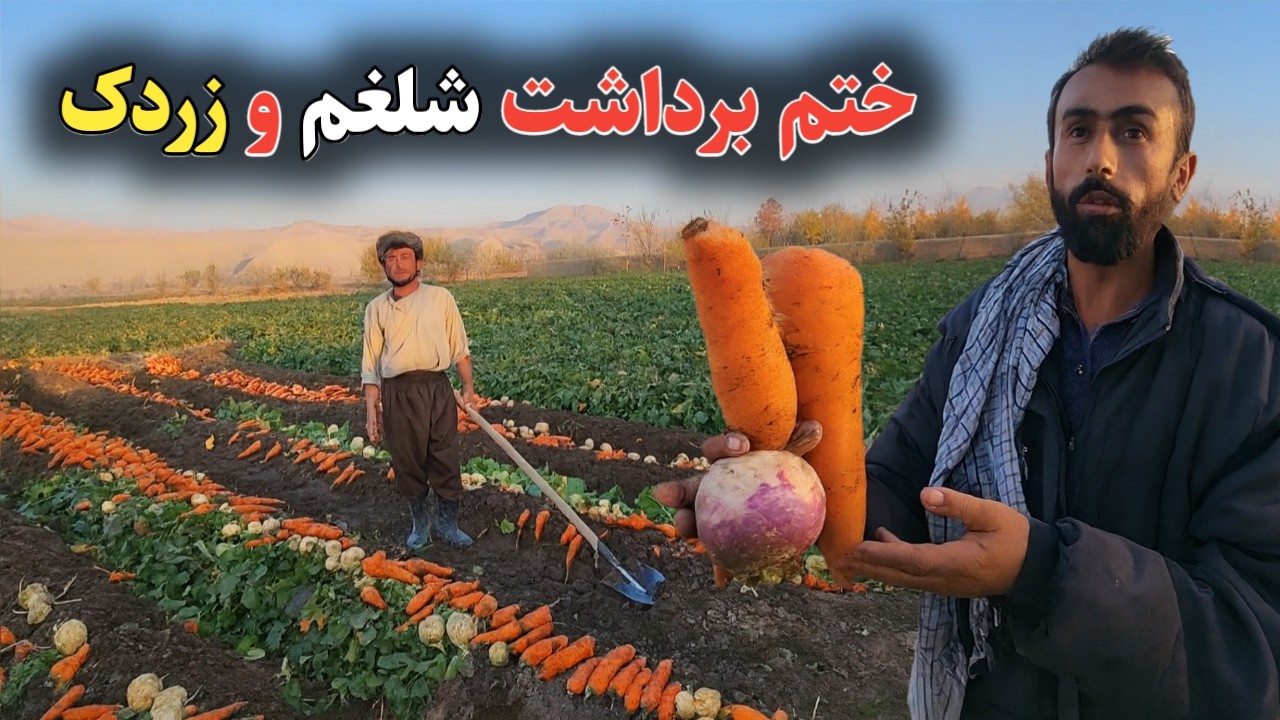 سفر به دهکده شکری و گوگری ، دیدار با دهاقین روستایی و گزارش از حاصلات زردک و شلغم | Our Village
