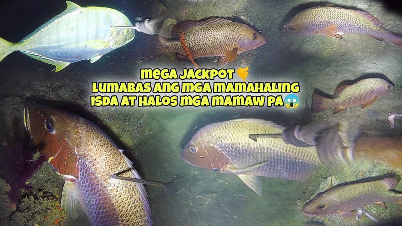 eps.399 MEGA JACKPOT!! LUMABAS ANG MGA MAMAHALING ISDA AT HALOS MGA MAMAW PA😱 #kapanatv #viral
