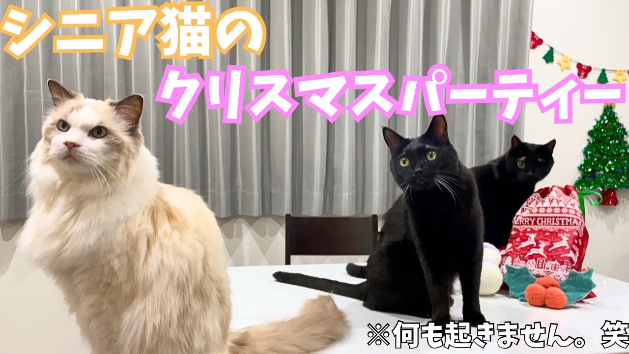 のんびりまったり、幸せすぎた夜。3匹のシニア猫のクリスマス