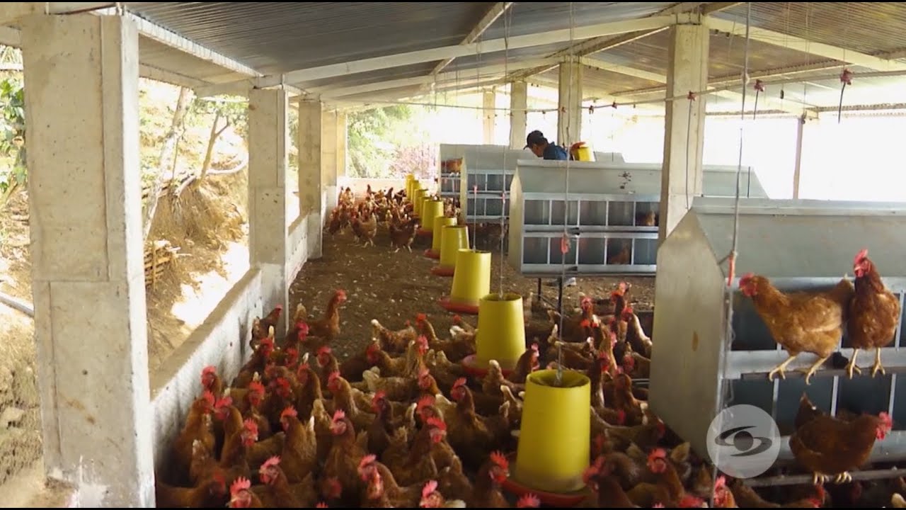 Fumigación en galpones de gallinas