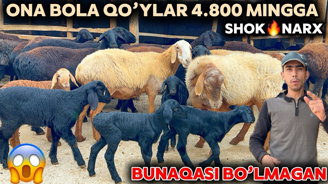 🔥4.800 Dan Ona bola sovliqlar yosh egizchilar narxi portladi 