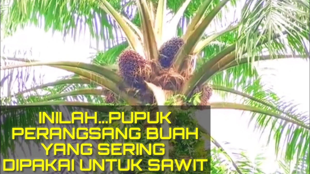 4 Pupuk Perangsang Buah Kelapa Sawit @kopiinspirasi8193