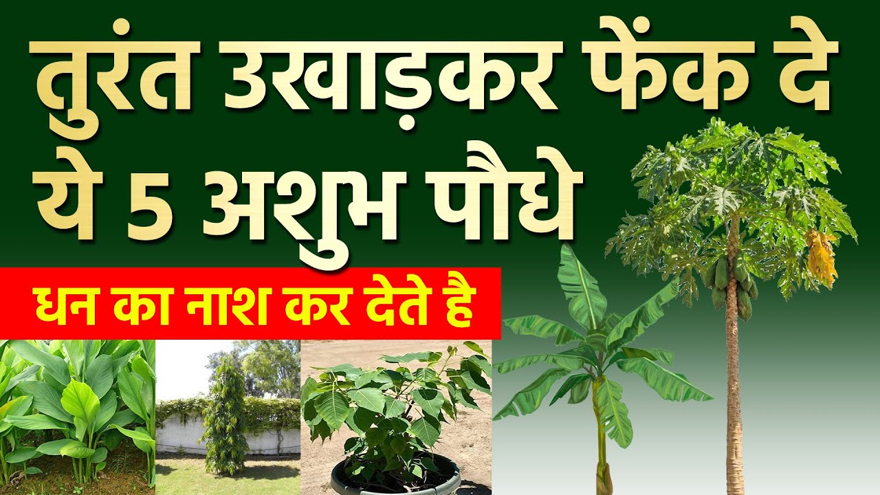ये 5 पेड़ पौधे जड़ से उखाड़कर फेंक दे नहीं तो धन का नाश कर देंगे | Vastu tips