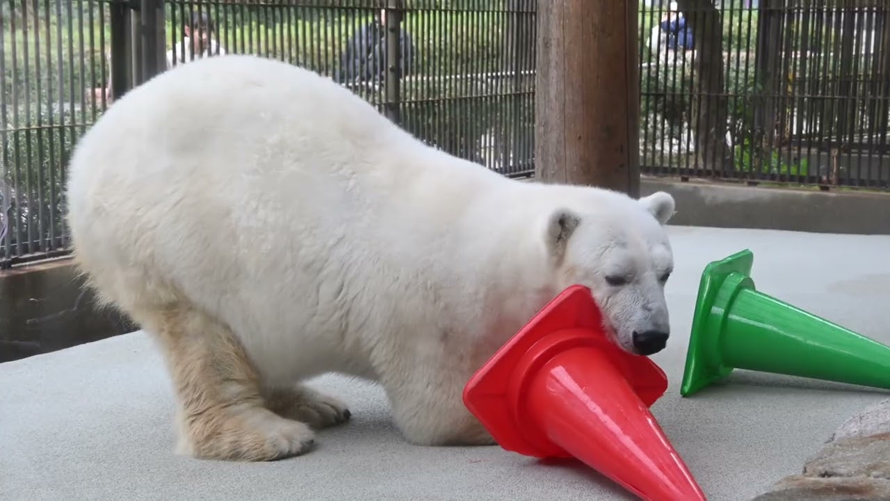とべ動物園 ベアストリート クマ舎 しろくまピース