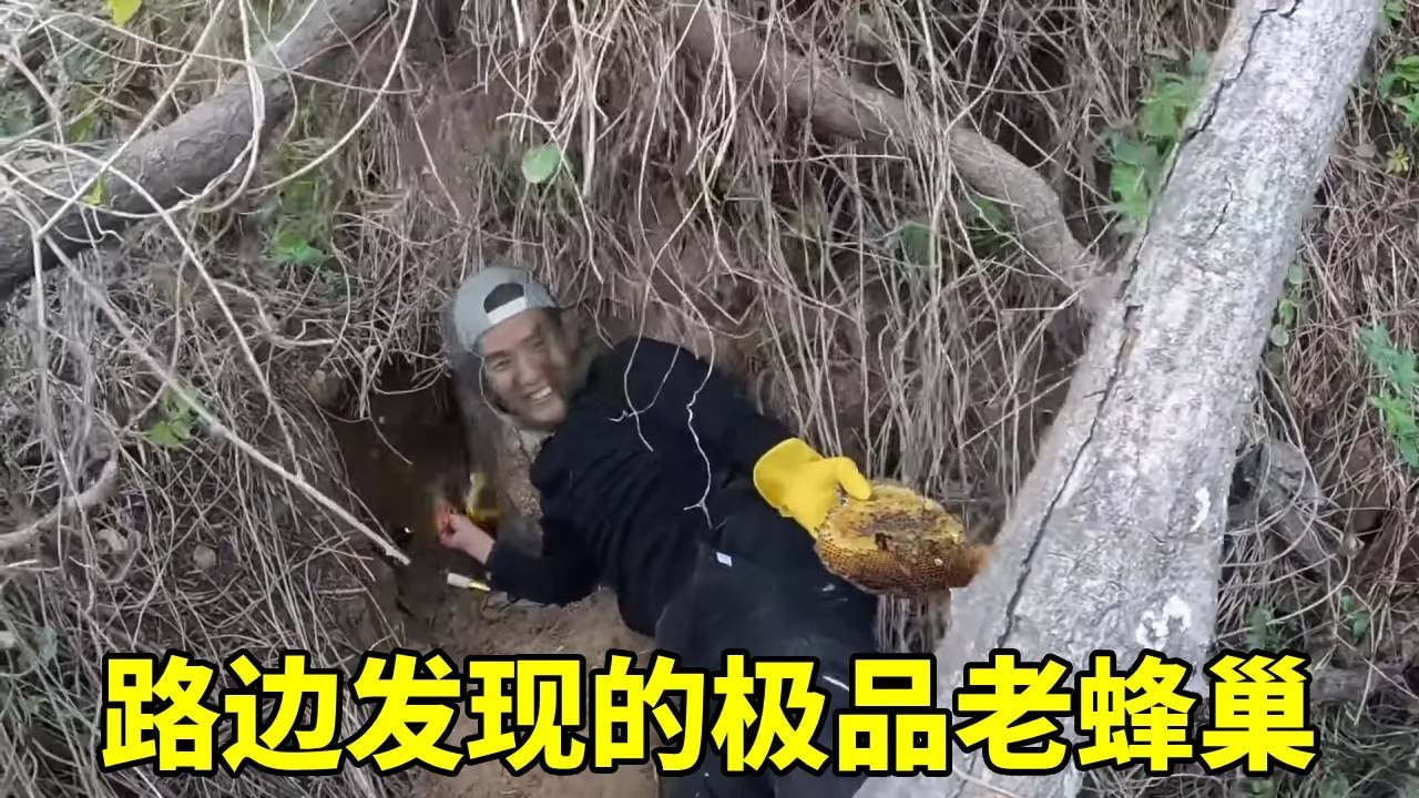 路边捡到一窝极品老巢蜜，黄中带黑太漂亮了，大妈看了都舍不得走！ #乡村生活#割密