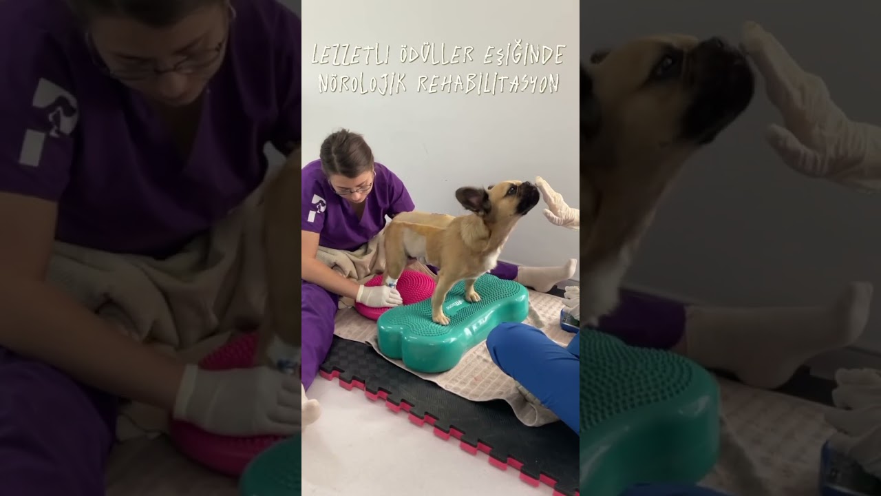KÖPEKLERDE DİSK FITIĞI - ANTALYA PRIME HAYVAN HASTANESİ