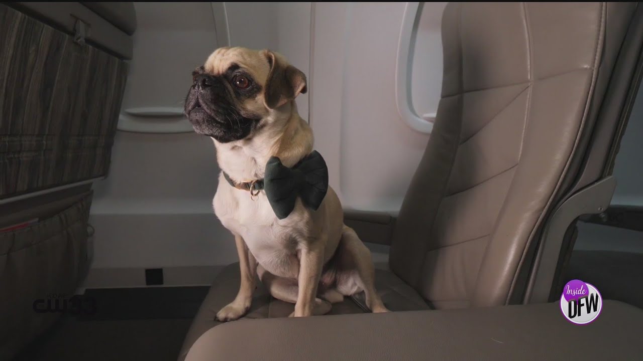 Convenient and seamless air travel for you and your pets