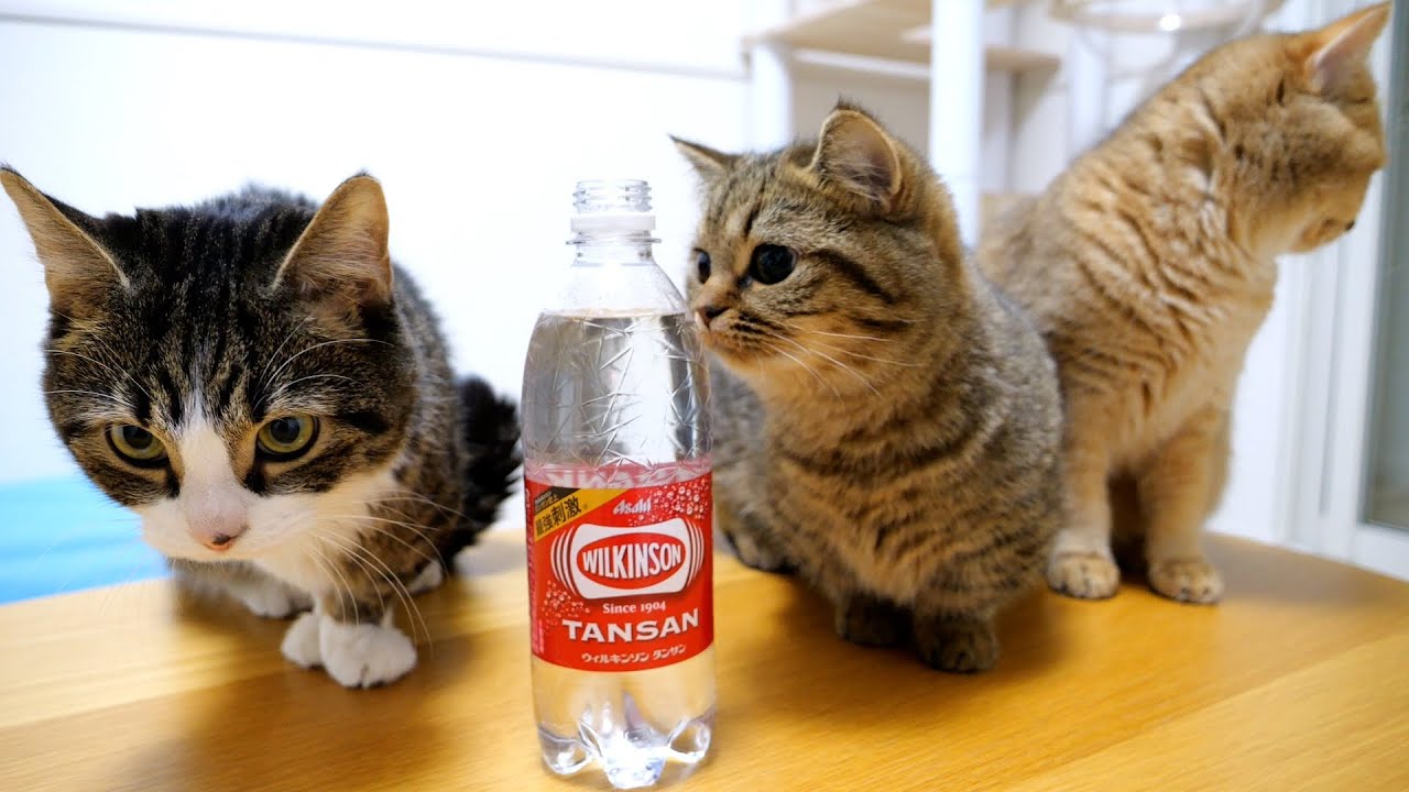 My cat's reaction to seeing soda water is adorable