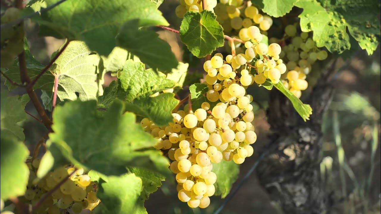 Riesling Sp&auml;tlese vom Paradies