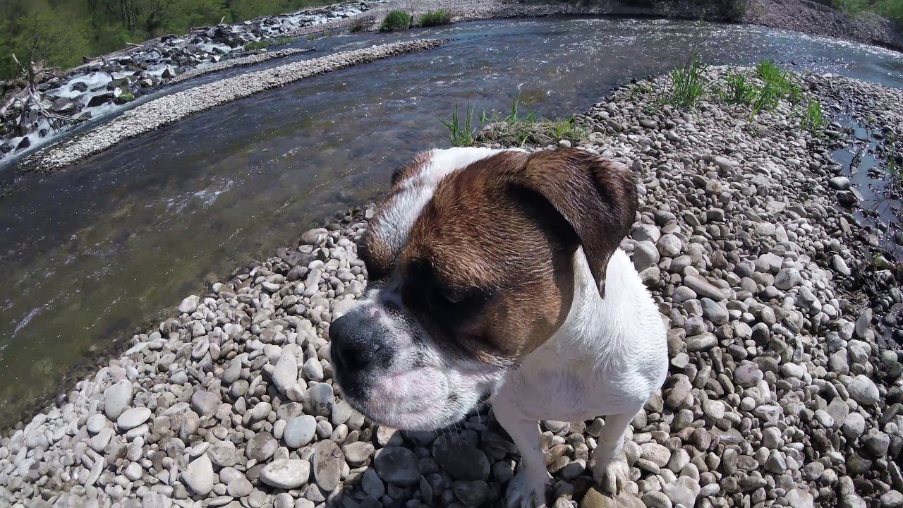 Masha - Continental Bulldog in the water