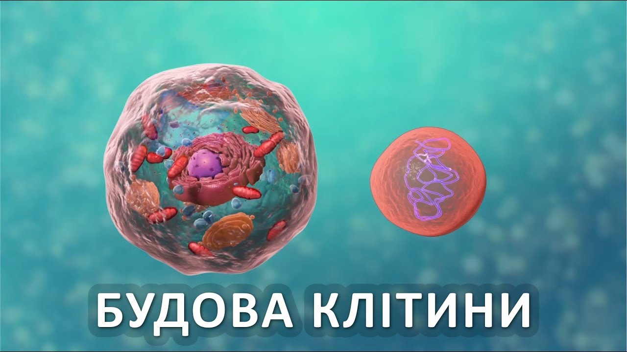 Будова клітини [Nucleus Medical Media]