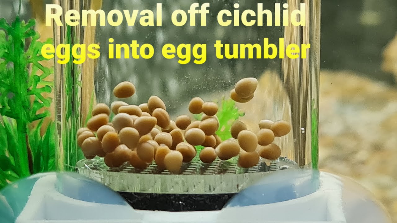 How to successfully strip cichlid eggs and put in egg tumbler.