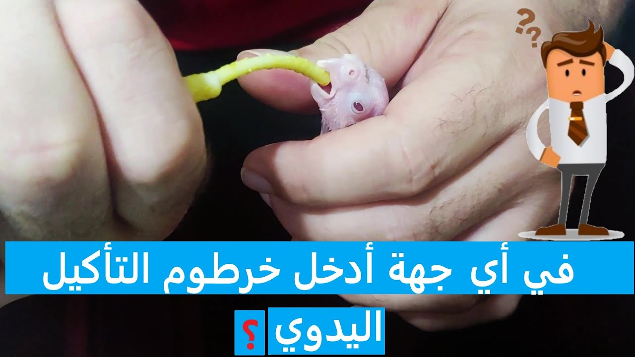 كيفية التأكيل اليدوي لطائر الكوكتيل عمره 8 أيام بأسرع طريقة!!