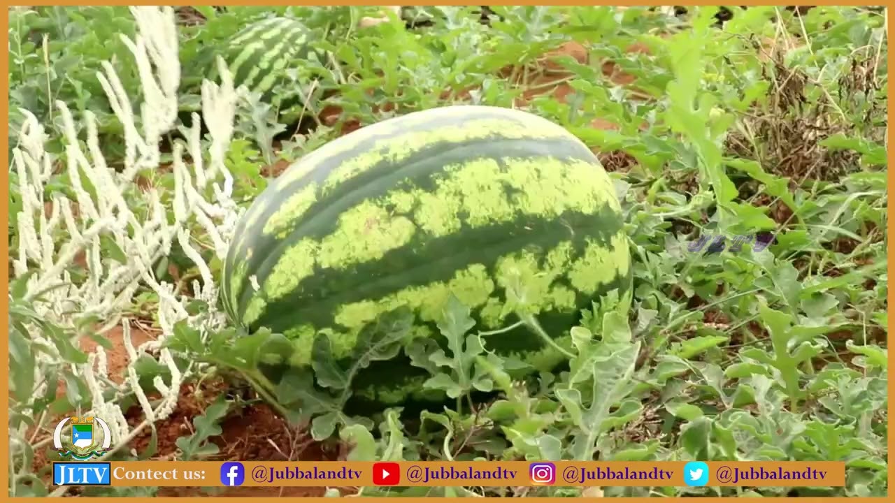 Magaalada Buurdhuubo ee gobolka Gedo ayaa horumar ka sameysay dhinacyo kala duwan.