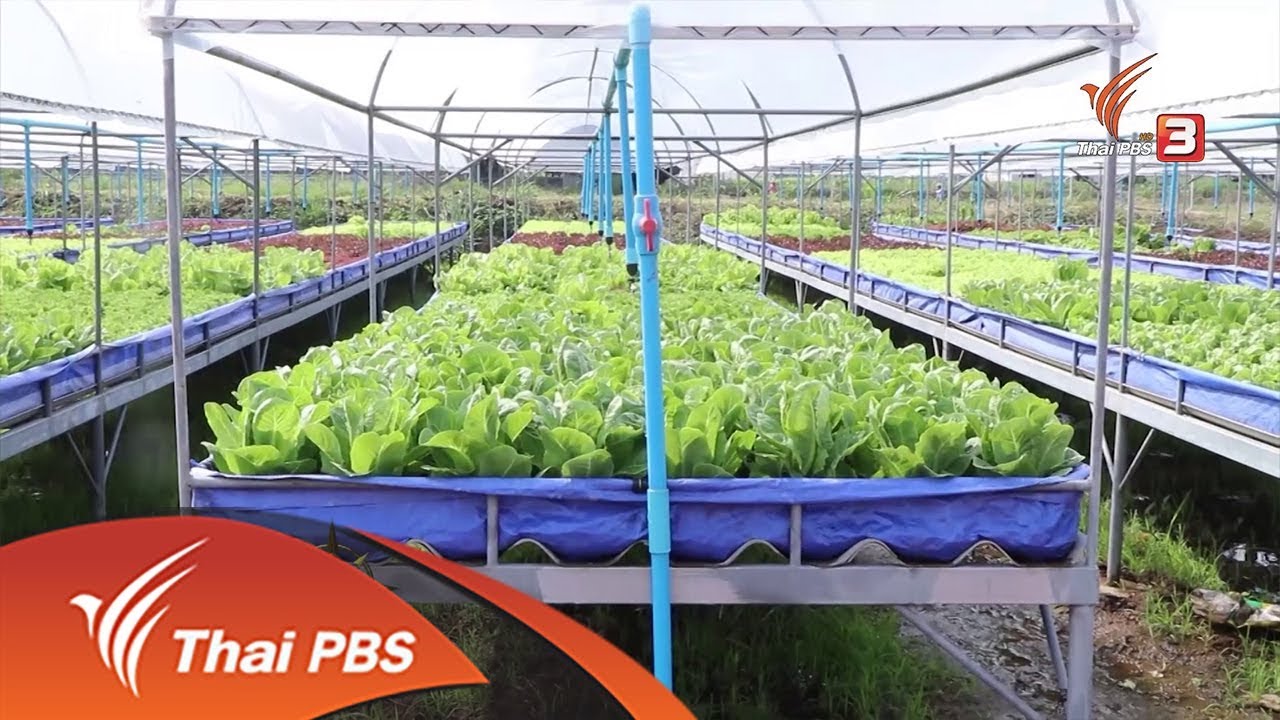 แปลงปลูกผักยกพื้น จ.ราชบุรี (11 ม.ค. 61)