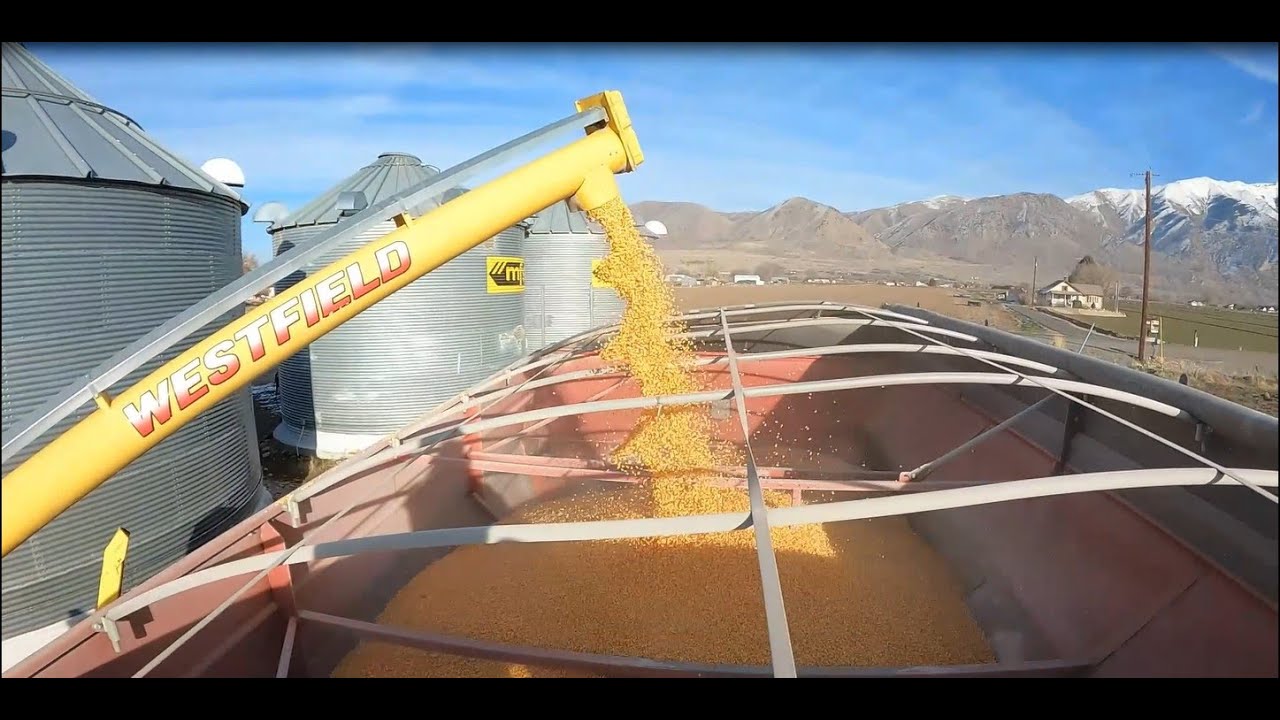 Loading Out Corn