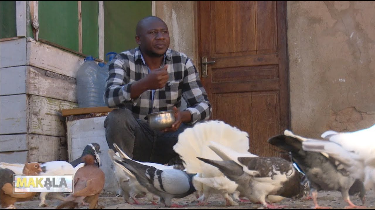 MAKALA | Ufugaji wa njiwa wa mapambo unavyoweza kukuza kipato chako