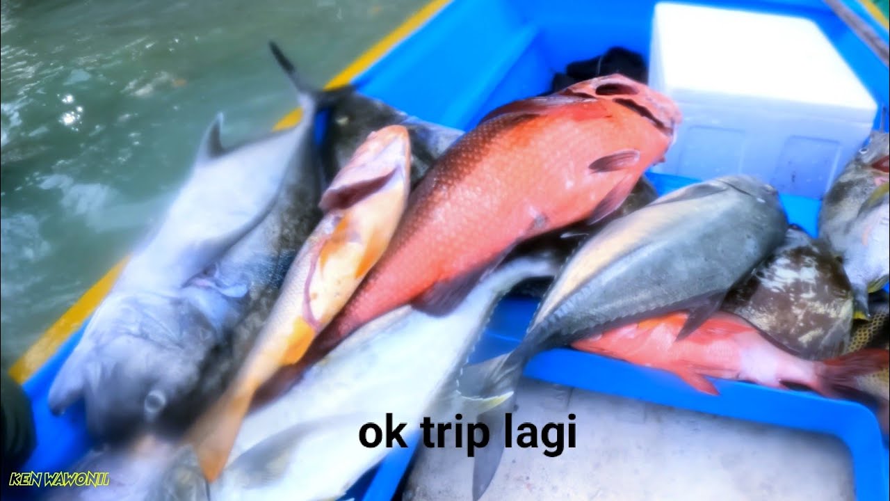 memanah ikan  di air dangkal lumayan hasilnya