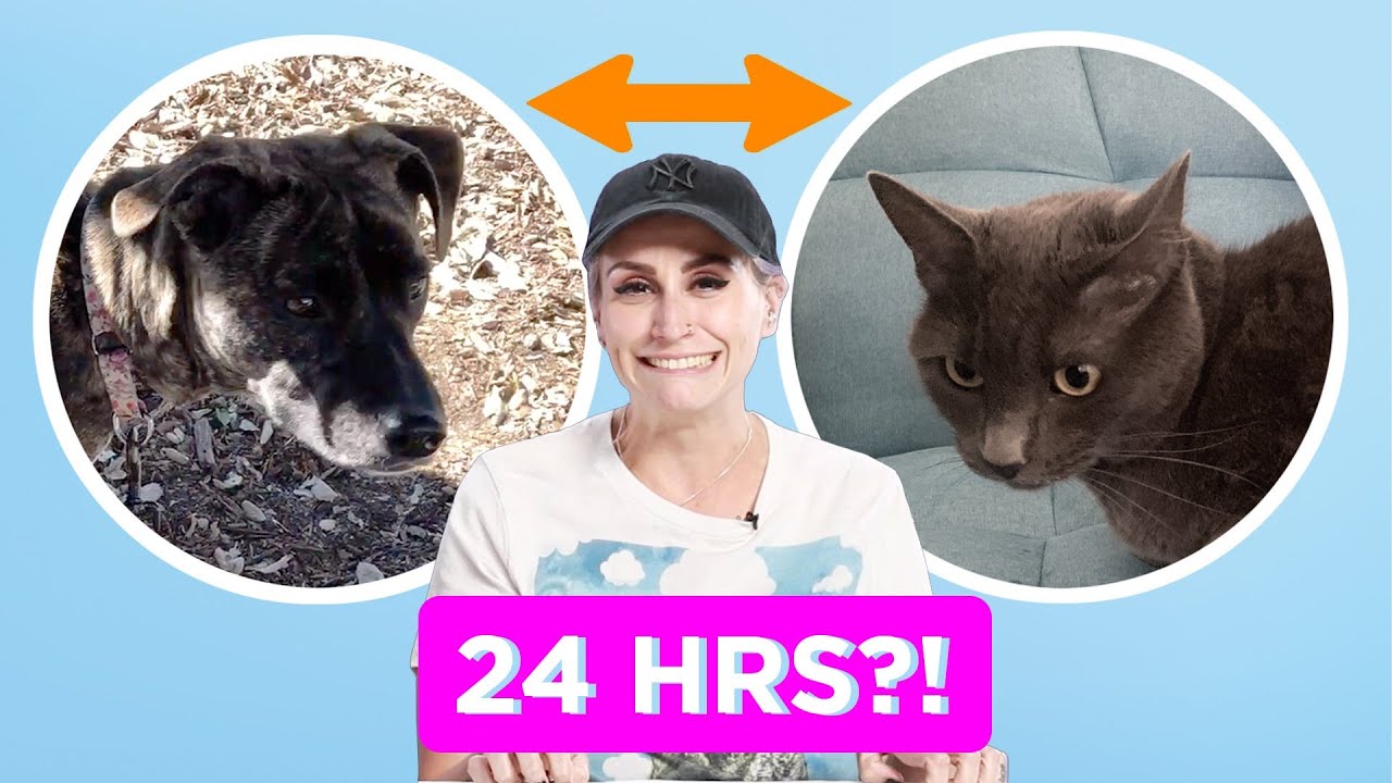 Dog Person And Cat Person Swap Pets For A Day