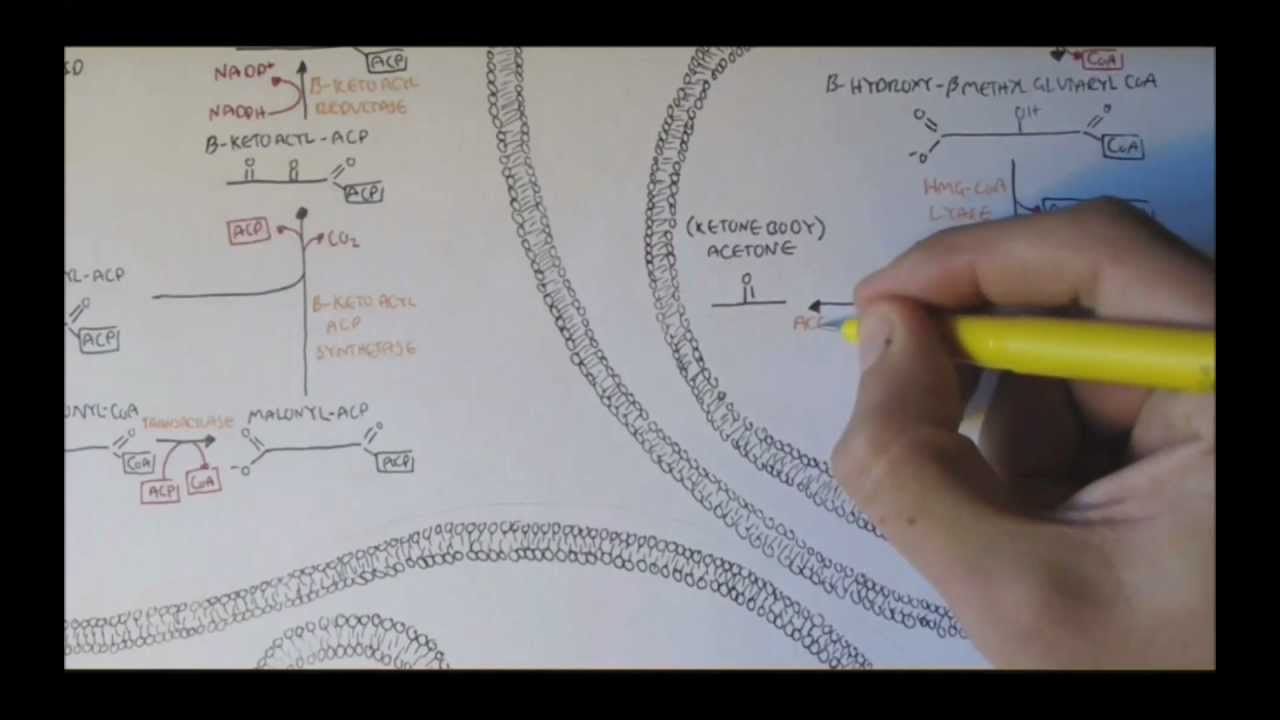 Human Metabolism Map VIII - Ketone Body Production