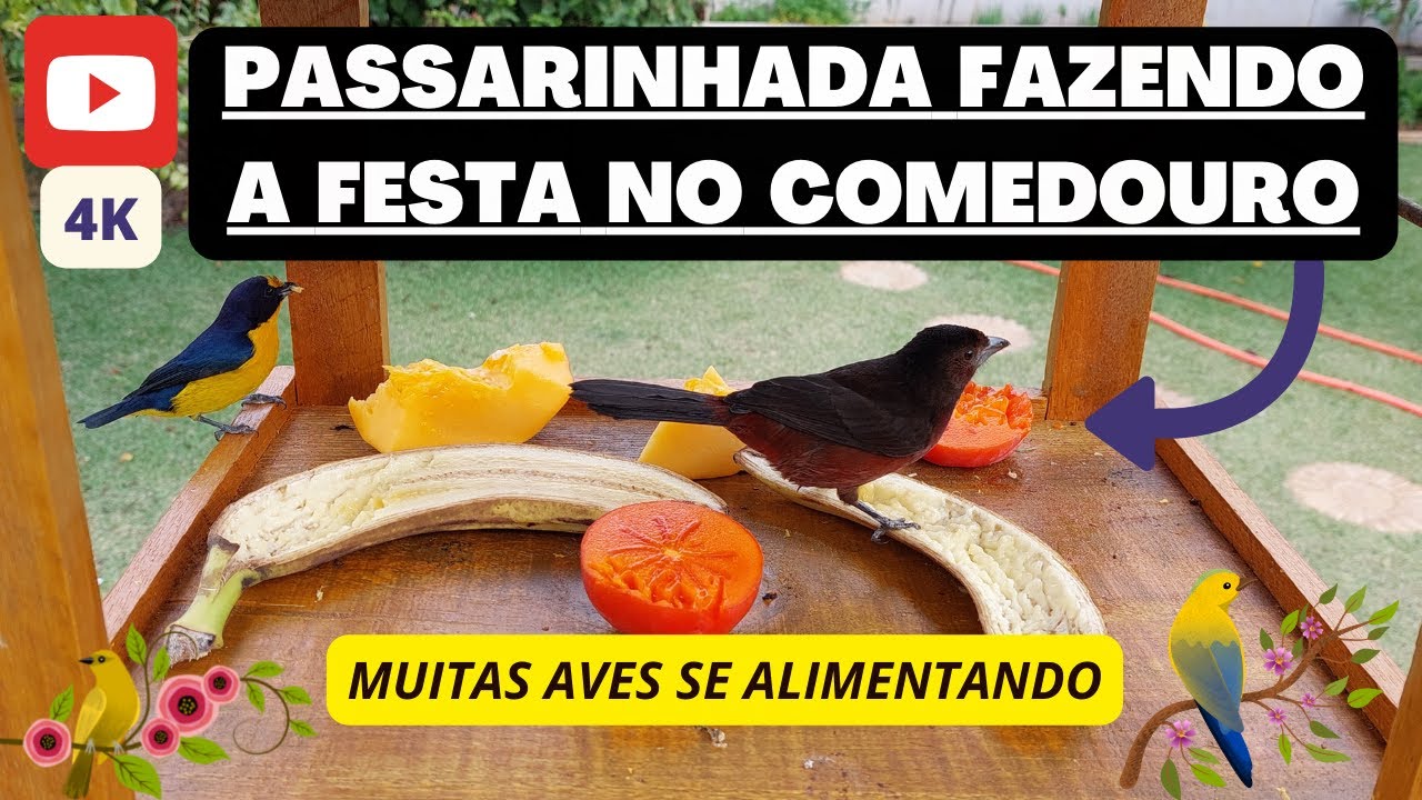 4K - P&aacute;ssaros livres no comedouro com frutas 🟡🟢🔵 uma festa de cores