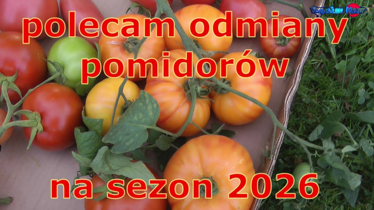 polecam odmiany pomidor&oacute;w na sezon 2026