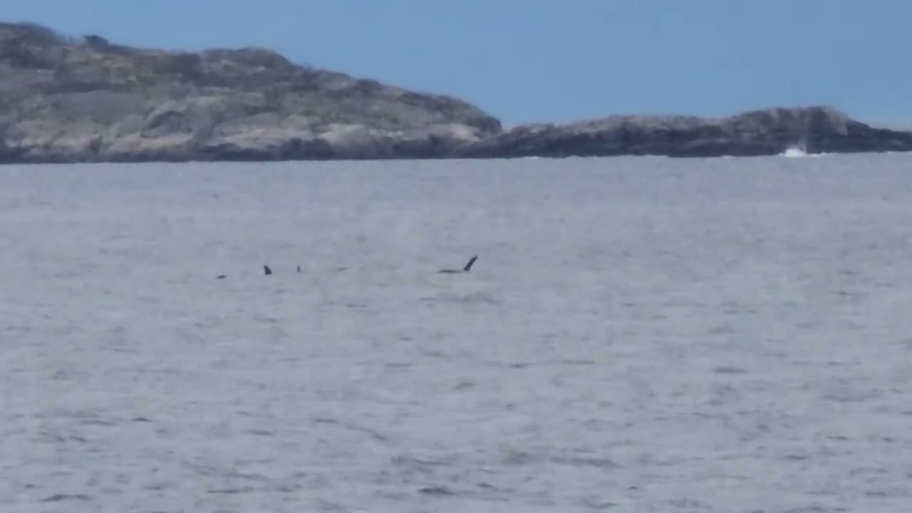 ORCAS. Extraordinary hunting behavior. Lantzville, Vancouver Island. December 28th, 2025.